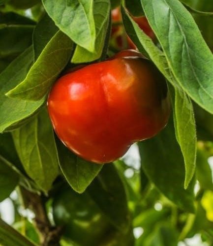 anti inflammatory foods list pdf