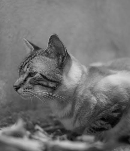 four gospels side-by-side pdf