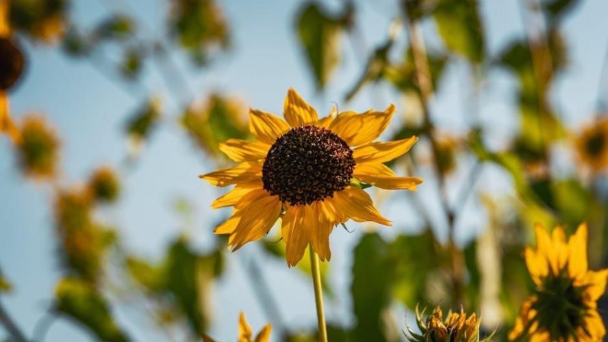 hyper tough ht300 user manual pdf free download