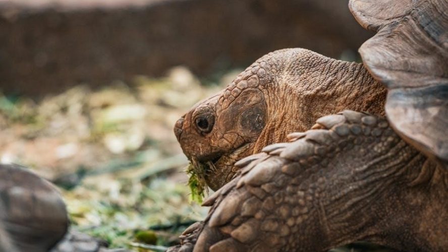 into the wild pdf free