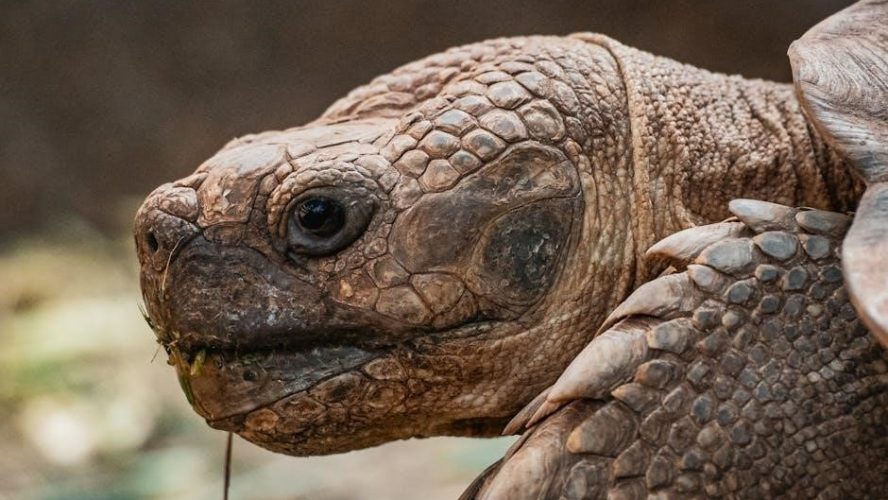 hebrew calendar 2024 pdf free download