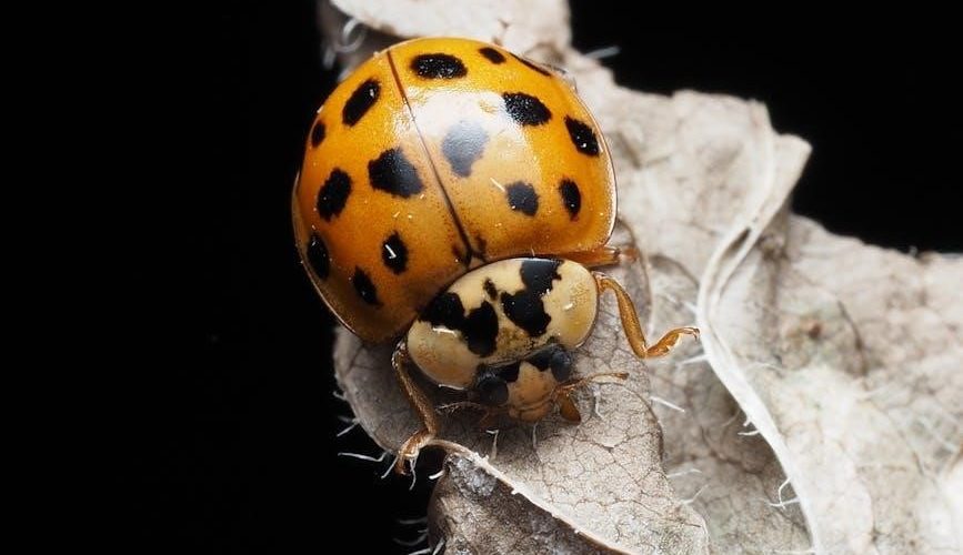 the grouchy ladybug book pdf