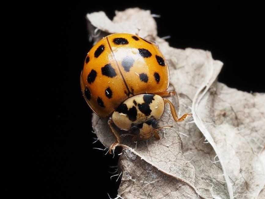 the grouchy ladybug book pdf