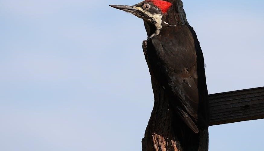 download woodpecker endo smart instruction manual