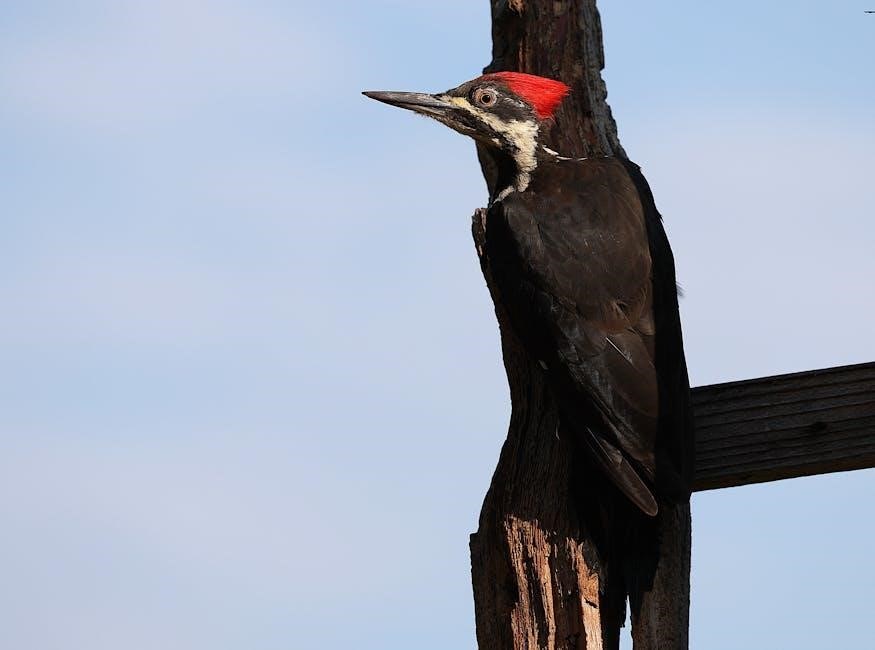 download woodpecker endo smart instruction manual