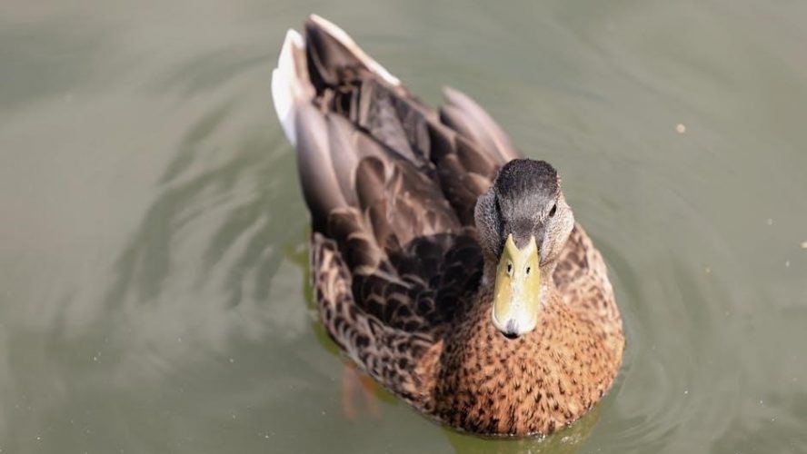 michigan duck hunting guides
