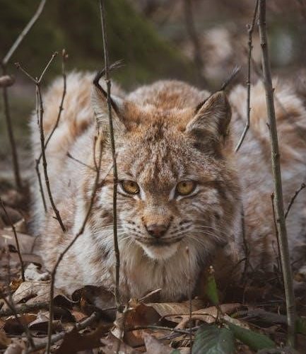 monbebe lynx 6 in 1 manual