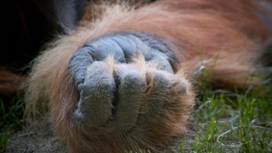 san diego quick assessment of reading ability pdf